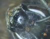 Bombus terrestris